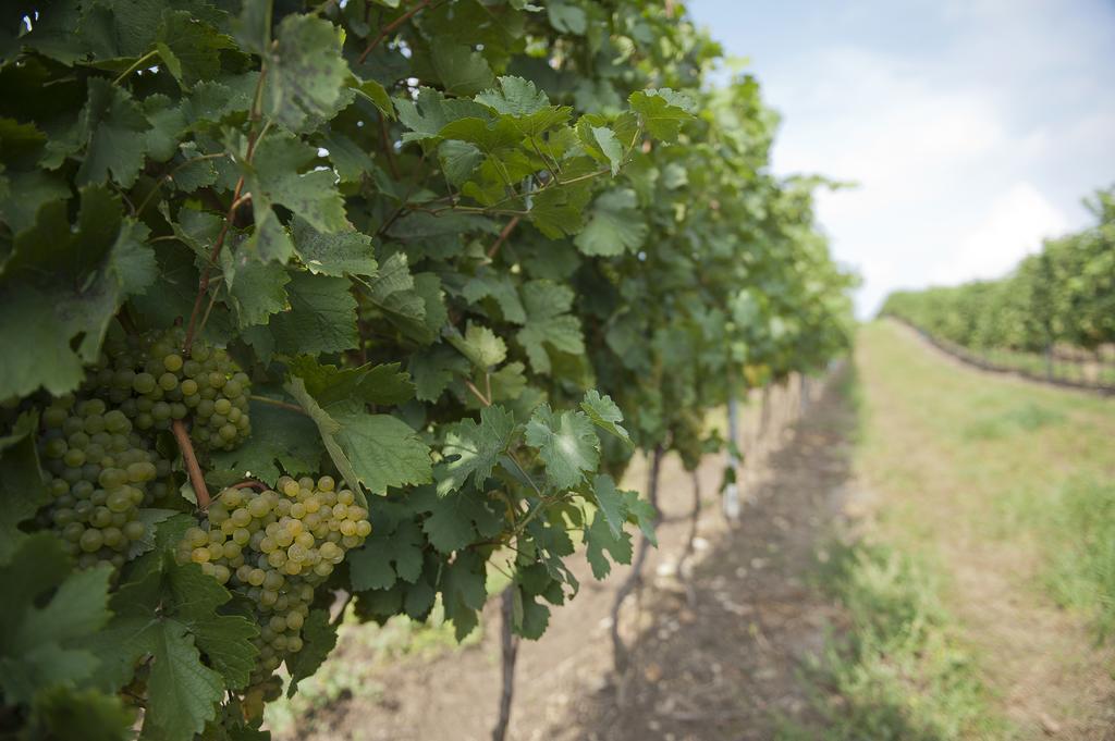 Weingut Martinshof Hotel Sankt Ulrich  Ngoại thất bức ảnh